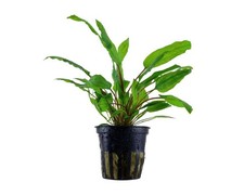 Cryptocoryne Wendtii | pianta