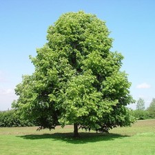 Tilia seёds europaea - tilia, seёds,
