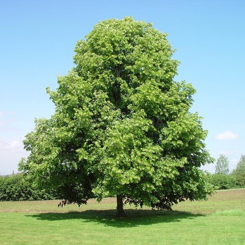 Tilia seёds - seёds,,