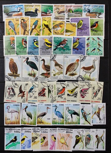 Birds superba collezione - collezione, 52