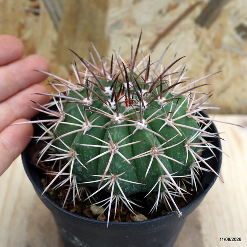 Melocactus conoideus vaso - melocactus,