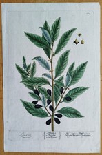 Alloro Laurus - Blackwell