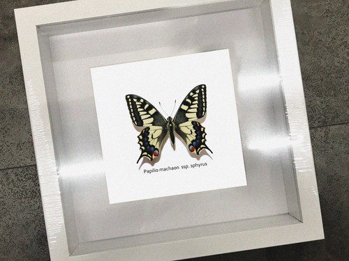 Papilio machaon sphyrus