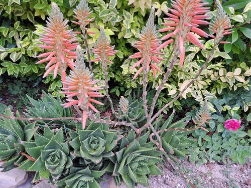 Aloe arborescens già fiorite - aloe,