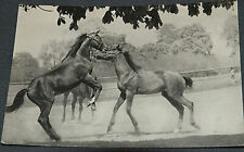 52325 AK Puledri Puri Sangue