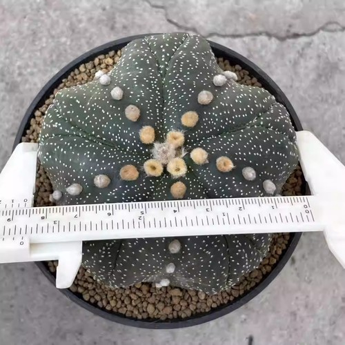 Pianta succulenta astrophytum - pianta,