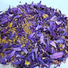 Fiori di Nymphaea Caerulea