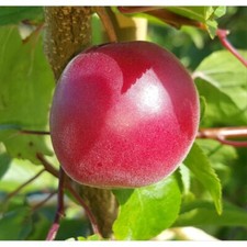 Biricoccolo - Susincocco