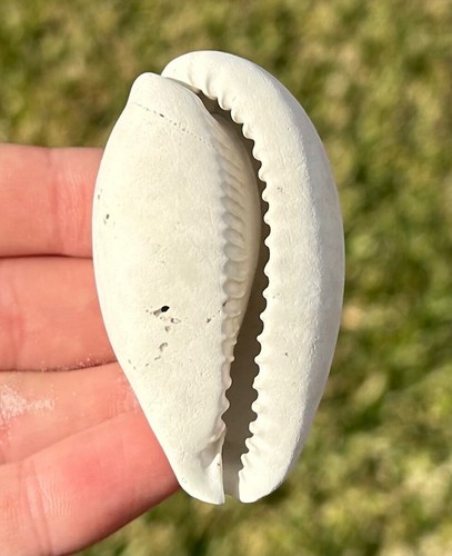 Florida fossil gastropod - florida,