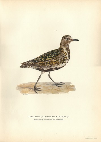 Stampa antica uccello piviere - uccello,