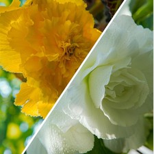 Bulbi di begonia - Fimbriata -