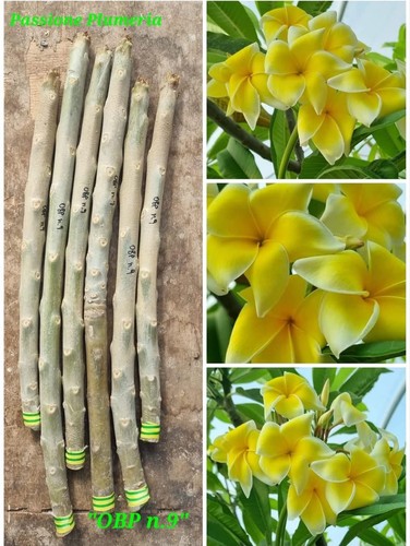 Talea plumeria - talea,