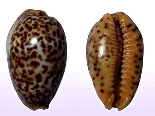 Cypraea humphreysii - , f