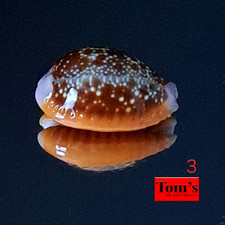 Cypraea helvola f. argella sumbaensis #3 22,0 mm BELLEZZA SQUISITA dall'Indonesia