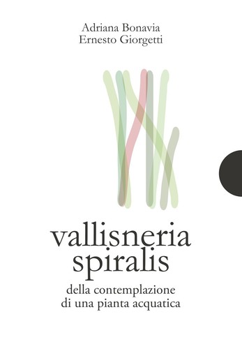 Vallisneria spiralis della - spiralis.,