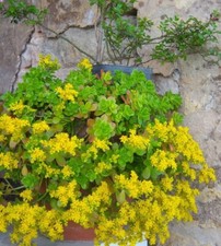 SEDUM KIMNACHII 3 TALEE NO RADICI PIANTA GRASSA FIORE GIALLO ROSETTE NO RADICATE