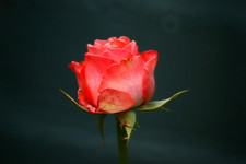 OPTEKA 500mm f/8 teleobiettivo