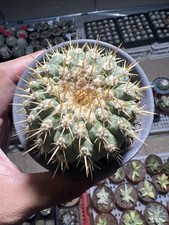 Copiapoa cinerea Dragon Claw