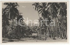 1937 TAHITI (Polinesia) Il Rivnac (3) *REAL PHOTO cm 13,5 x 8,5