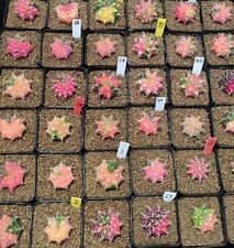 2,5 cm 10 pezzi Gymnocalycium