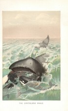 Stampa Antica 1894 = BALENA =