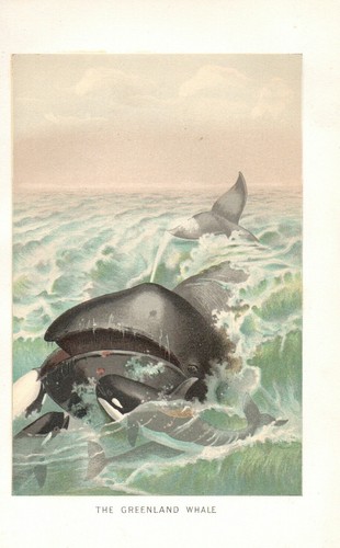 Cromolitografia 1894 balena - cromolitografia,
