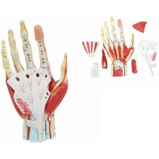 Scheletro anatomico mano umana