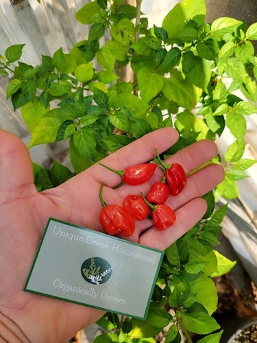 Semi peperoncino super - peperoncino,