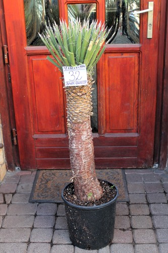 Yucca filifera del - , messico