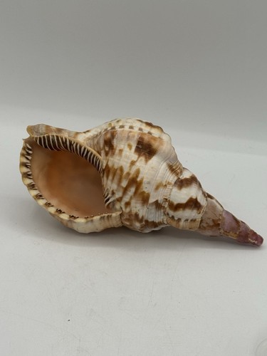Bellissima tromba tritoni
