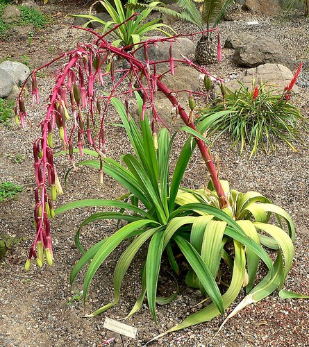 Beschorneria septentrionalis