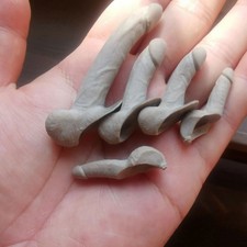 5 pezzi 1/6 organo genitale
