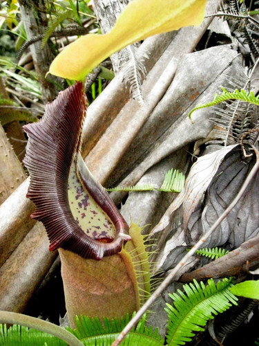 Nepenthes bongso pianta - nepenthes,