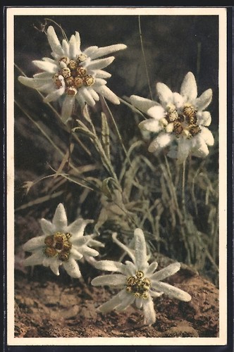 Edelweiss fiori cartolina - fiori,,