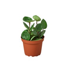 Vaso Hoya Carnosa 'Chelsea' -