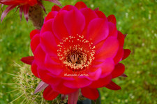"SCHEHERAZADE" Echinopsis