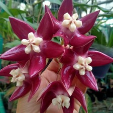 Hoya imperialis pianta - imperialis, –
