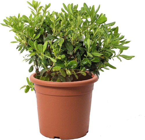 Pittosporum tobira nanum - tobira,