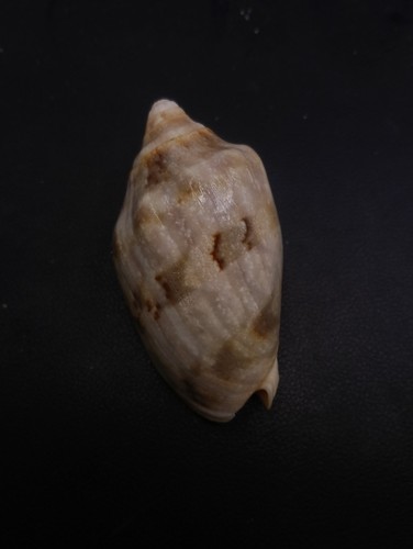 Cymbiola voluta rutila - , sea
