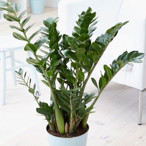 Pianta zamioculcas in - 1,