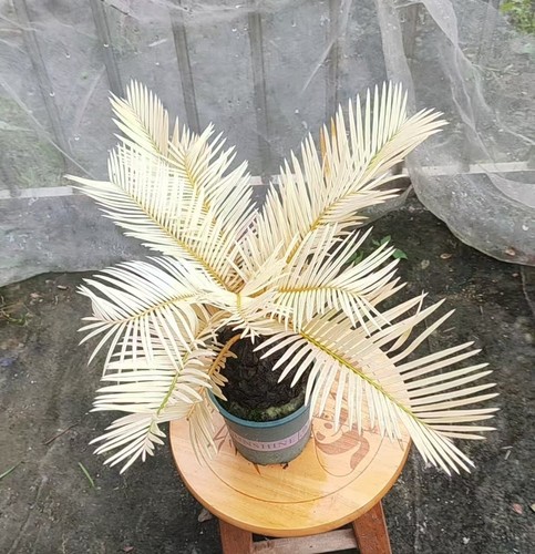 Thunb giardino cycas - thunb, da