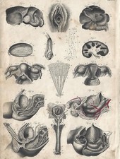 Stampa antica ANATOMIA