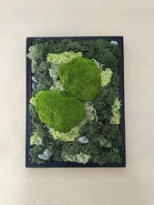 Quadro Di Muschio Stabilizzato