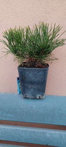 Pinus mugo mugheto conifere - mugo,