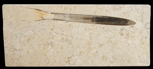 Malm hibolithes hastatus - malm,