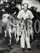 Foto vintage USA, I tre vitellini fratelli, anni 50, stampa 18x12 cm