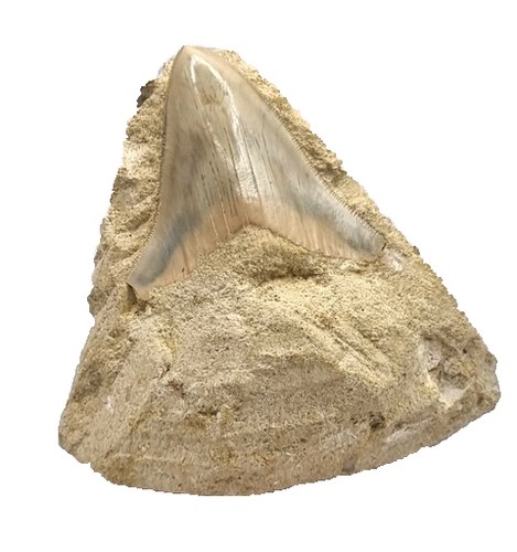Otodus megalodon carcharodon - megalodon, (carcharodon