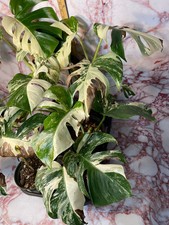 Extra White Variegated