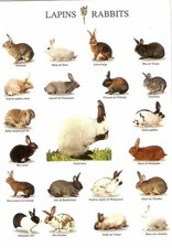 642181 Breeds Of Rabbits Wall