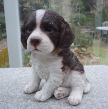 Springer spaniel cucciolo cane - springer,